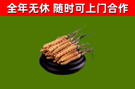 忻府回收冬虫夏草